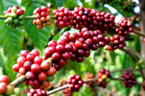 Xuất khẩu gạo, cà phê bất ngờ tăng mạnh trở lại